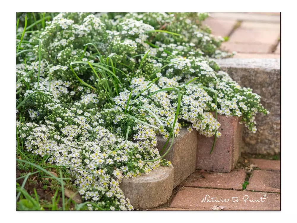Rosen unterpflanzen mit Teppich-Aster 'Snow Flurry'