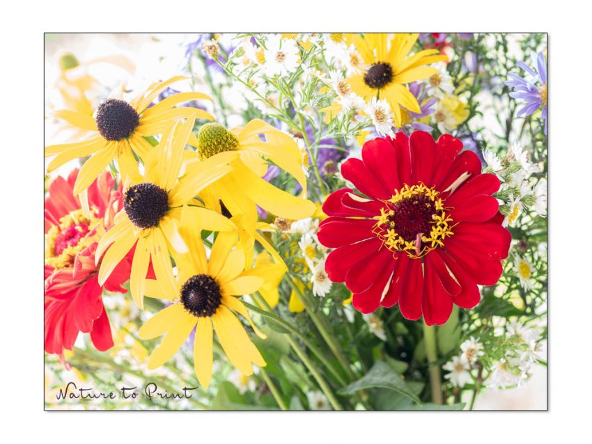 Gelbe Blumen leben von Kontrasten. Sonnenhut und Sonnenbraut mit Astern in der Vase.