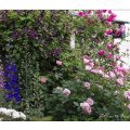 7 Gartentipps für sicheres & leichteres Gärtnern 5 Gartentipps, gute Werkzeuge für Garten und Rosengarten.