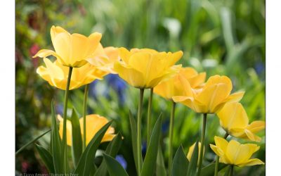 Ein gelber Garten. Glück, Energie & gute Laune mit 30 gelben Blumen