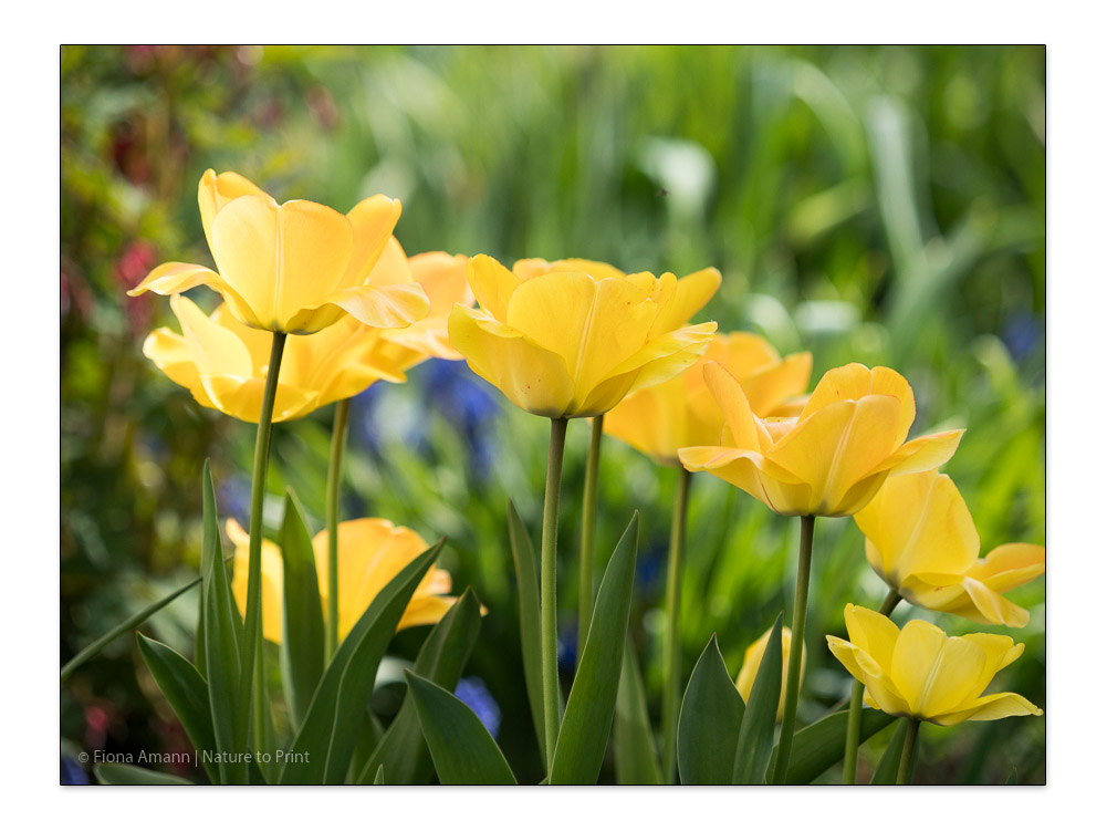 Ein gelber Garten. Glück, Energie & gute Laune mit gelben Blumen.