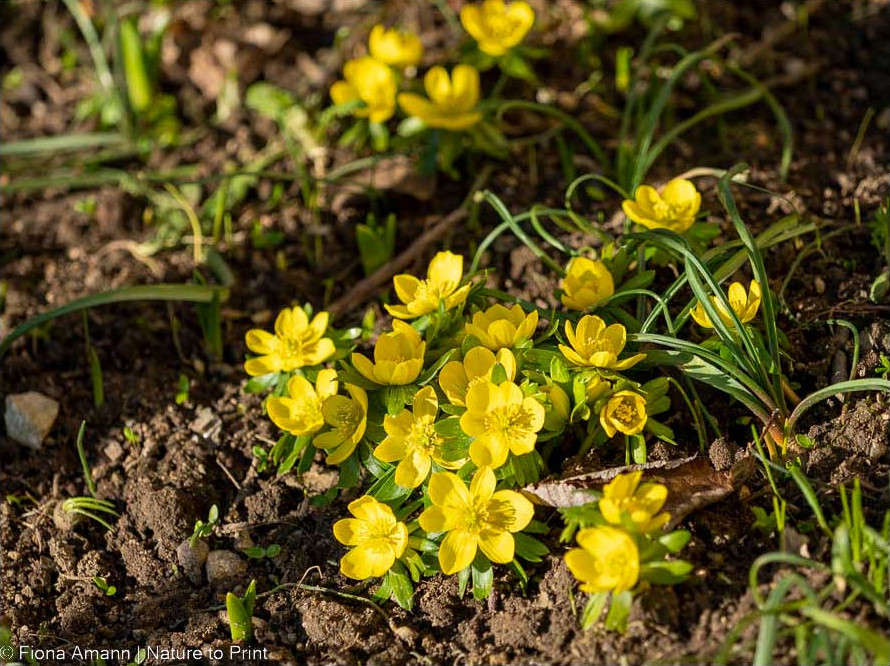 Winterlinge blühen bereits im Vorfrühling ab Februar