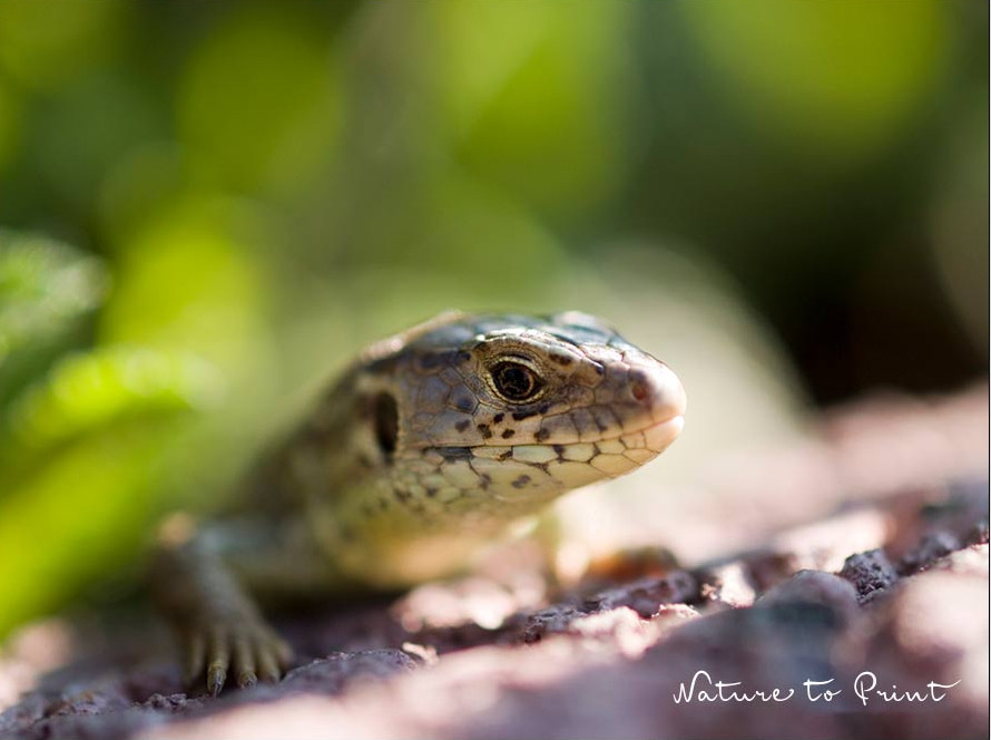 Eidechsen sind natürliche Feinde der Dickmaulrüssler und ihrer Larven Eidechsen sind natürliche Feinde der Dickmaulrüssler und ihrer Larven