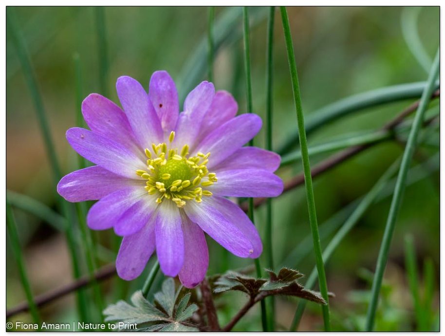 Gezüchtete Buschwindröschen aka Frühlingsanemonen blühen auch rosa oder weiß