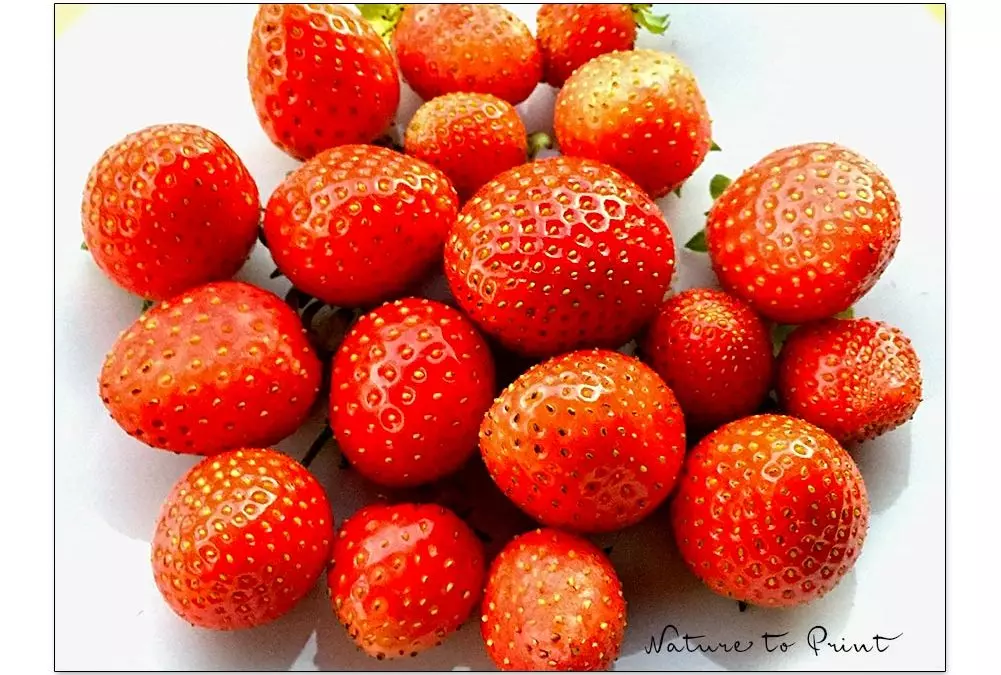 Erdbeeren im Topf. Laufend frische Erdbeeren ernten.