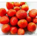 Erdbeeren im Topf. Laufend süße Früchte ernten auf kleinstem Raum. 3 Erdbeeren im Topf. Laufend frische Erdbeeren ernten.