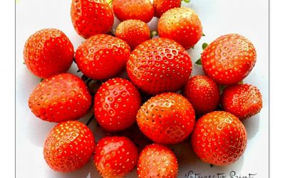 Erdbeeren im Topf. Laufend süße Früchte ernten auf kleinstem Raum.