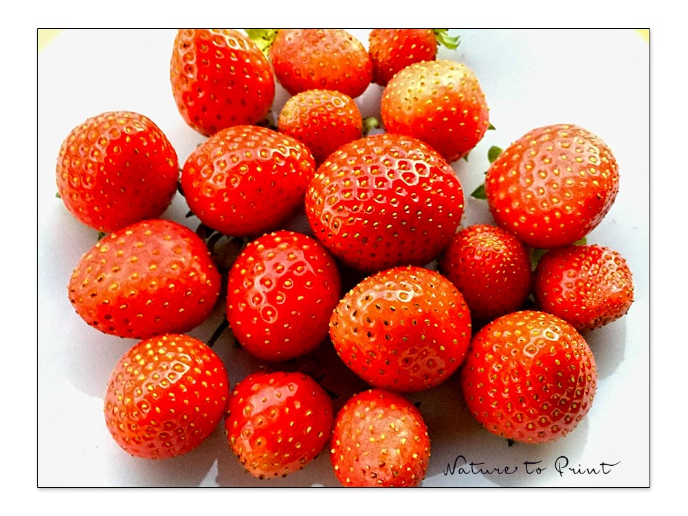 Erdbeeren im Topf. Laufend frische Erdbeeren ernten.