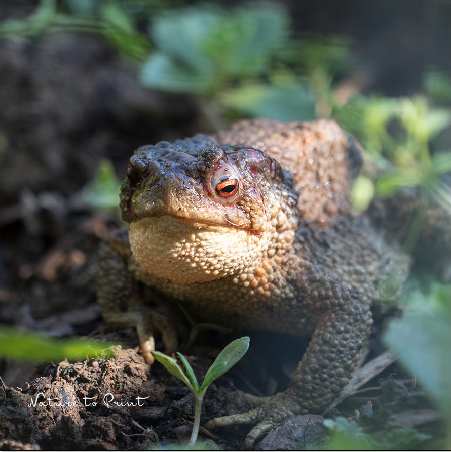 Fördern Sie natürliche Fressfeinde der Dickmaulrüssler, beispielsweise Erdkröten Fördern Sie natürliche Fressfeinde der Dickmaulrüssler, beispielsweise Erdkröten