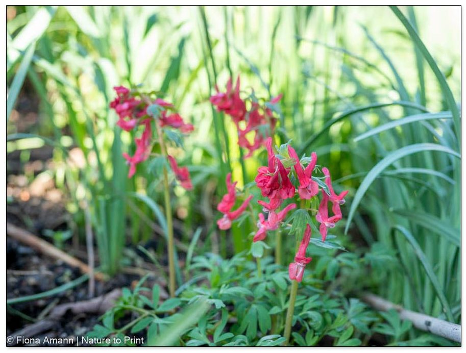Gefingerter Lerchensporn, Corydalis solida Gefingerter Lerchensporn, Corydalis solida