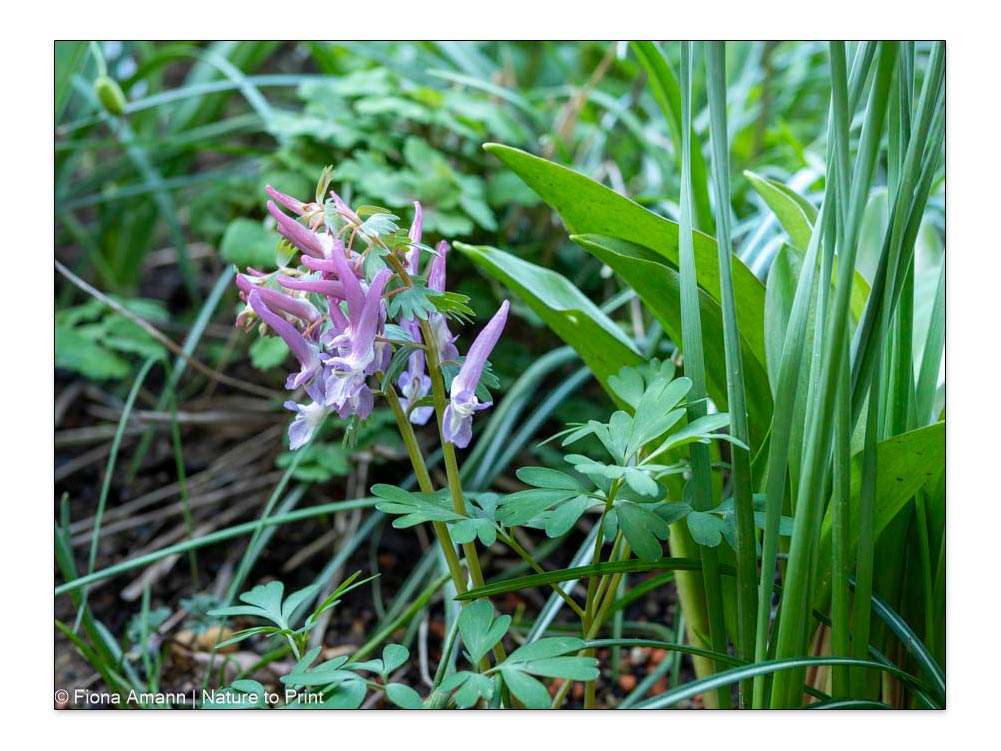 Violetter Gefingerter Lerchensporn, Corydalis solida, im Garten von Nature to Print