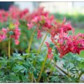 Lerchensporn. Hübsch, heimisch und absolut gartenwürdig 7 Gefingerter Lerchensporn, Corydalis solida,