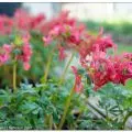 Lerchensporn. Hübsch, heimisch und absolut gartenwürdig 3 Gefingerter Lerchensporn, Corydalis solida,