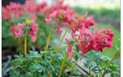 Lieblingspflanzen der Gärtnerin Lerchensporn. Hübsch, heimisch und absolut gartenwürdig