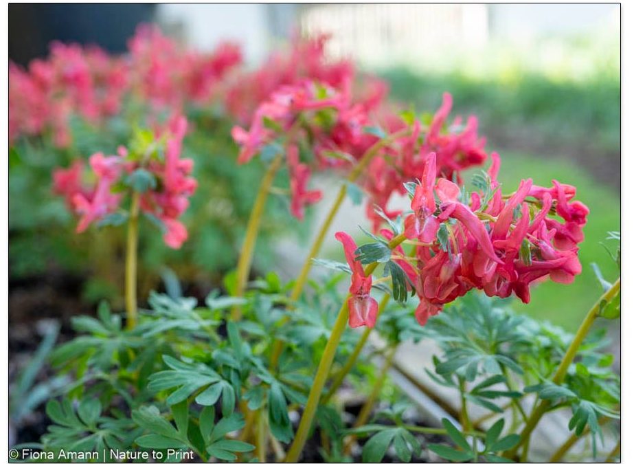 Lerchensporn. Hübsch, heimisch und absolut gartenwürdig