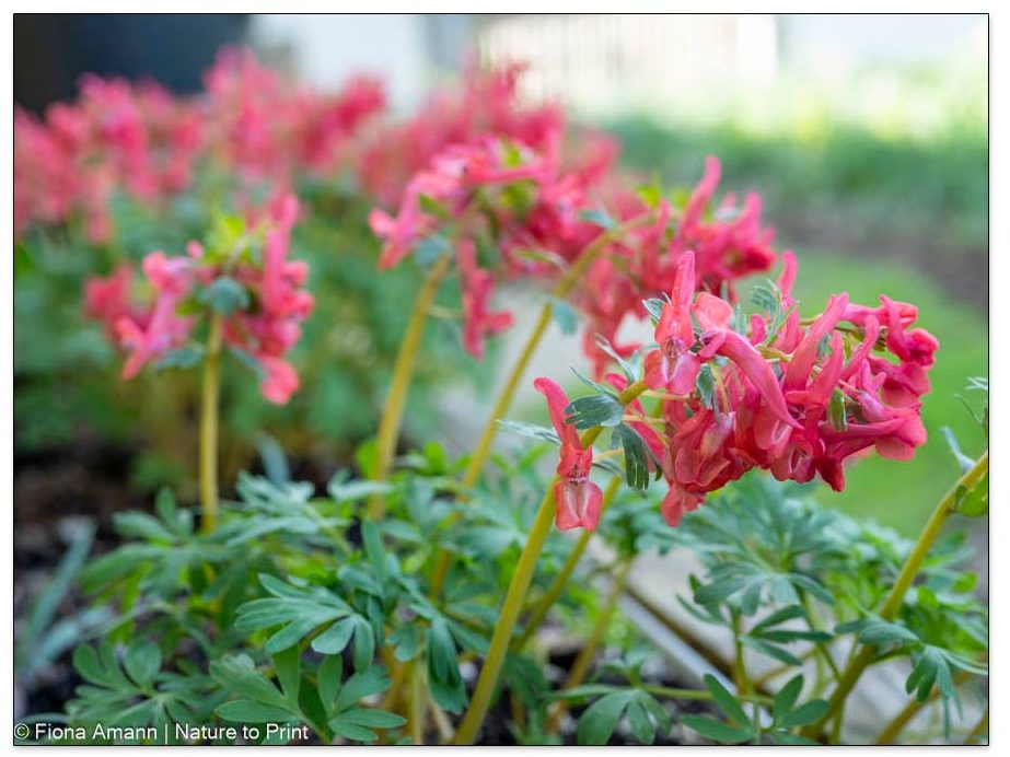 Gefingerter Lerchensporn, Corydalis solida,