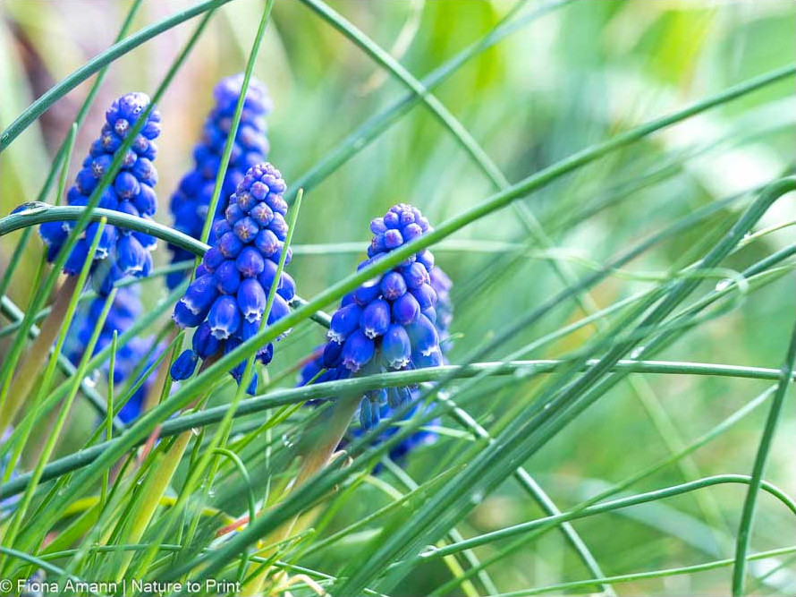 Muscari und jede Menge Allium verwildern überall im Garten