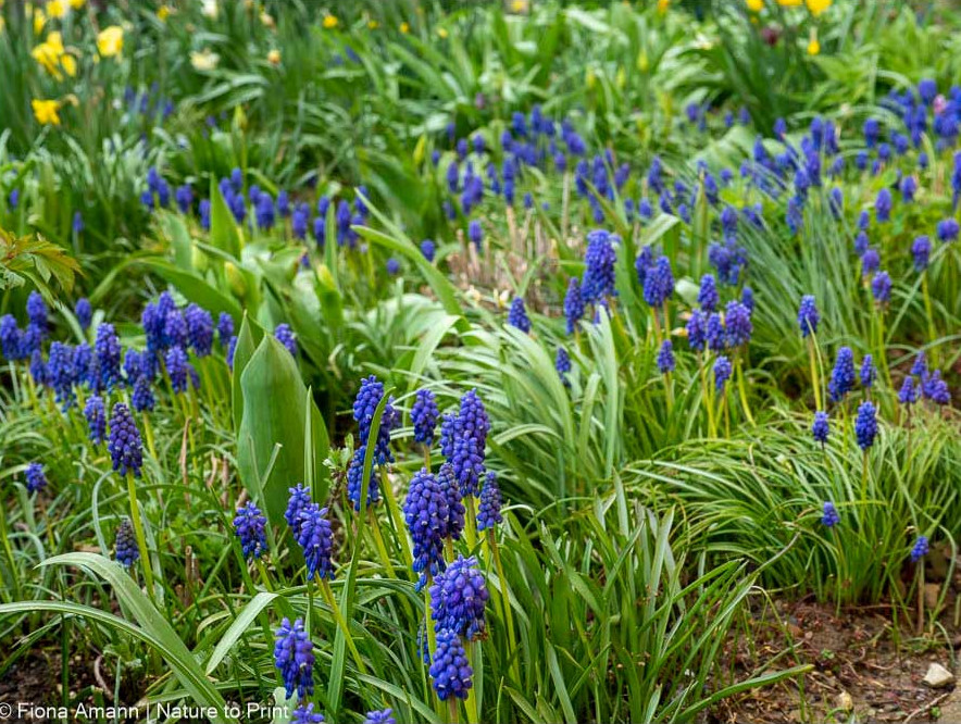 Muscari machen sich überall im Garten breit