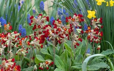 Dickmaulrüssler bekämpfen ohne Chemie