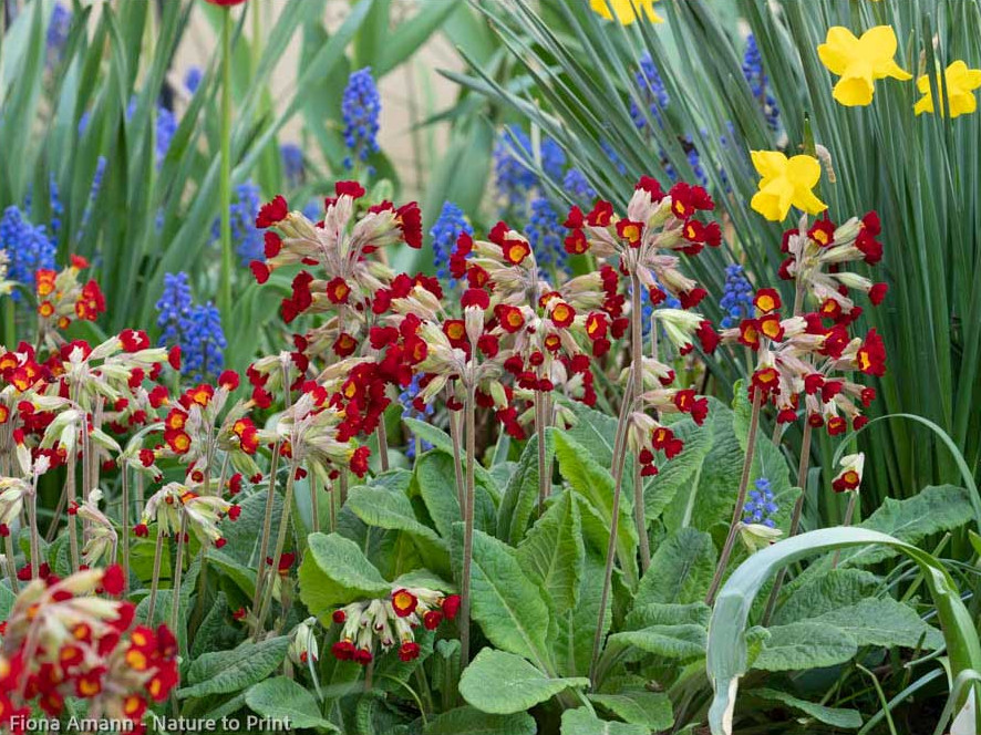 Dickmaulrüssler bekämpfen. Gartenprimeln stehen auch auf ihrem Speiseplan