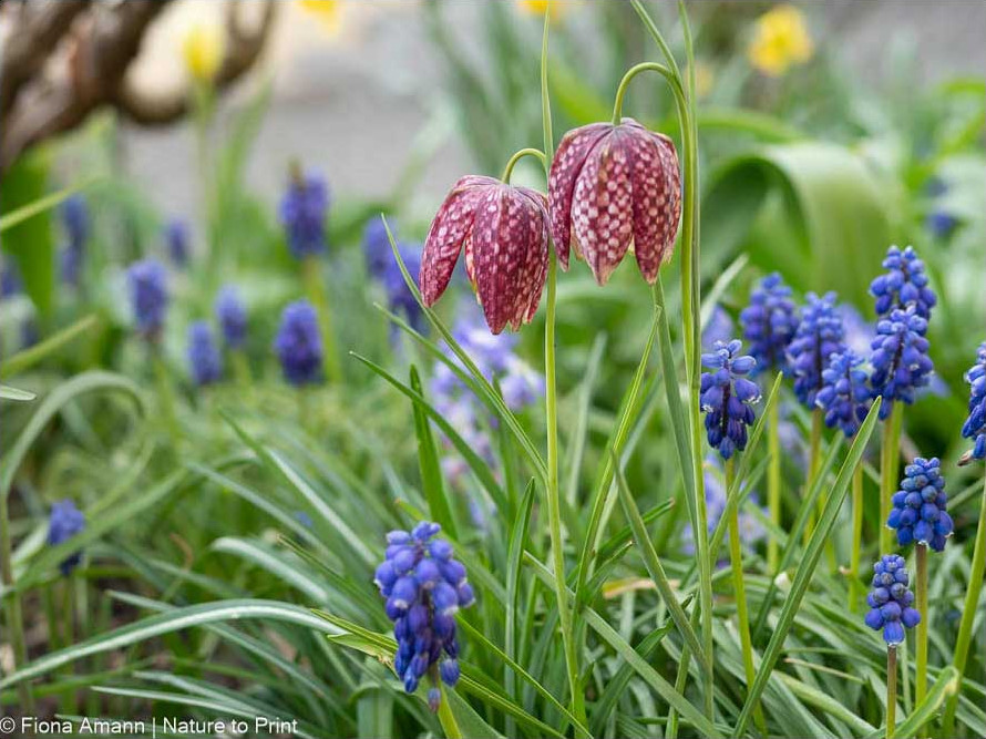 Schachbrettblumen neben Traubenhyazinthen zu Füßen einer Strauchpfingstrose