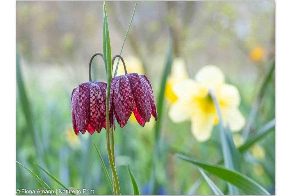 Rote Schachbrettblumen vor Narzissen im Garten von Nature to Print