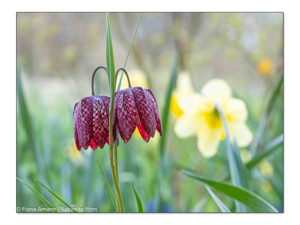 Rote Schachbrettblumen vor Narzissen im Garten von Nature to Print