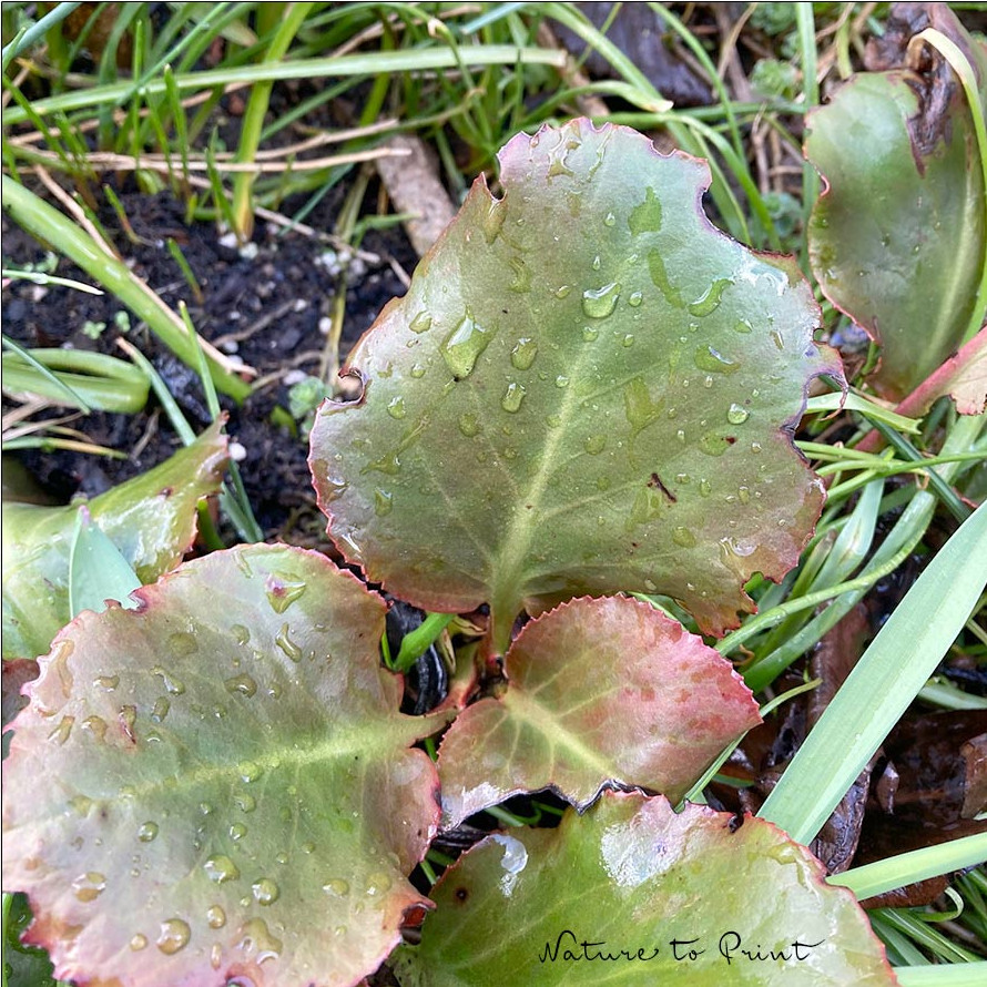 Bergenie mit angefressenen Blättern in typischer Bogenform