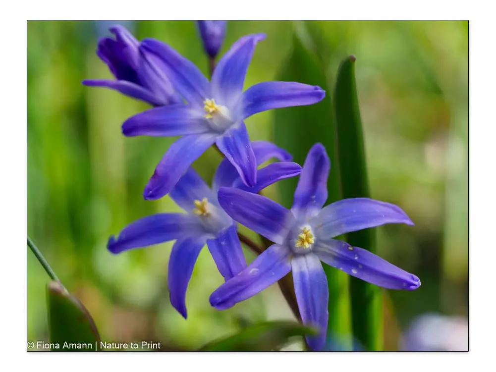 Ch. forbesii 'Blue Giant' – Schneeglanz, Schneestolz, Sternhyazinthe Ch. forbesii 'Blue Giant' – Schneeglanz, Schneestolz, Sternhyazinthe