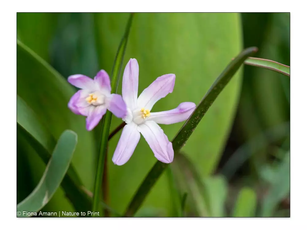 Ch. forbesii 'Pink Giant', Sternhyazinthe Junge Ch. forbesii 'Pink Giant' – Schneeglanz, Schneestolz, Sternhyazinthe