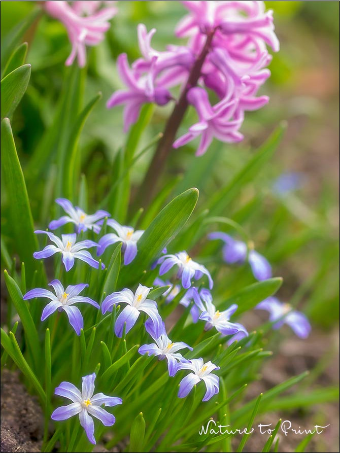 Schneestolz zu Füßen von rosa Hyazinthen Schneestolz zu Füßen von rosa Hyazinthen