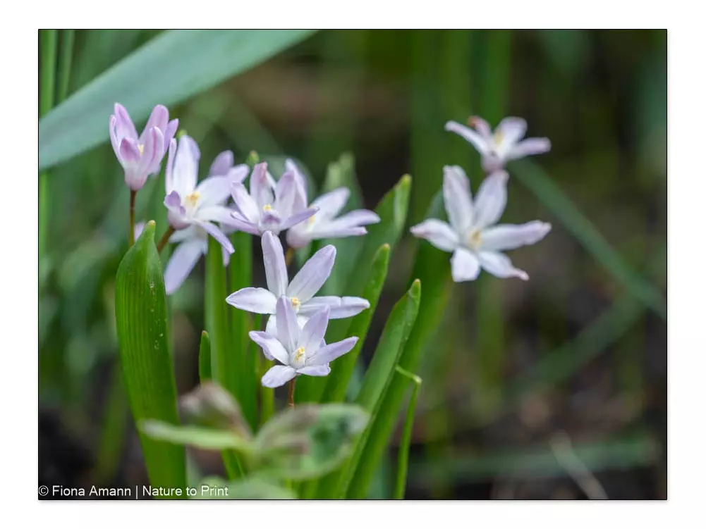 Rosa Schneestolz, Schneeglanz, Ch. forbesii, Schneeglanz, Pink Giant Rosa Schneestolz, Schneeglanz, Chionodoxa forbesii, Schneeglanz, Pink Giant