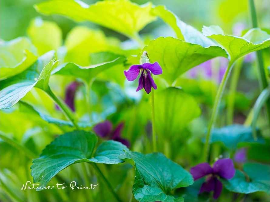 Dickmaulrüssler fressen die Blätter von Pfingstveilchen Dickmaulrüssler fressen die Blätter von Pfingstveilchen