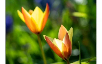 Wildtulpen & Botanische Tulpen. Süße Blüten alle Jahre wieder