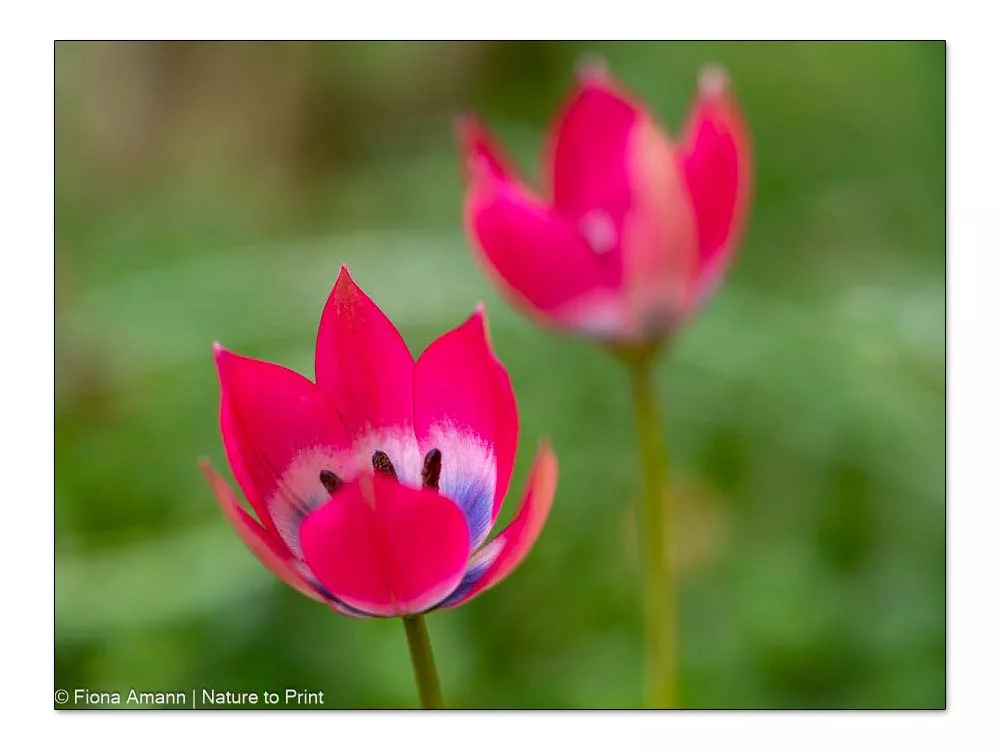 Einfach süß: Botanische Tulpe / Wildtulpe Little Beauty