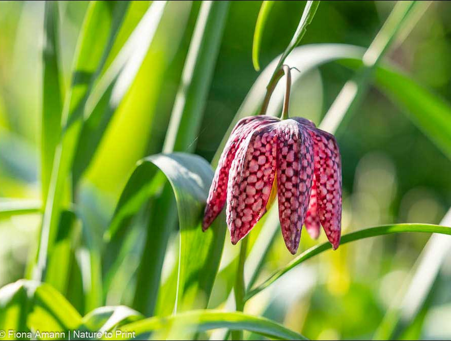 Schachblume leuchtet geheimnisvoll im Abendlicht