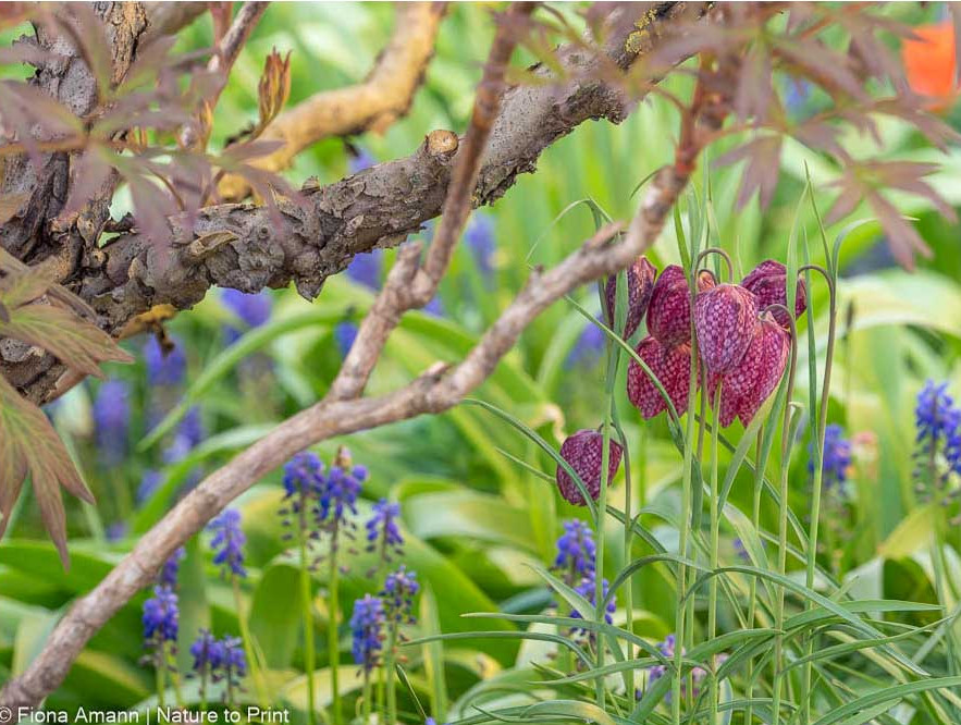 Schachbrettblume zu Füßen einer Strauchpfingstrose