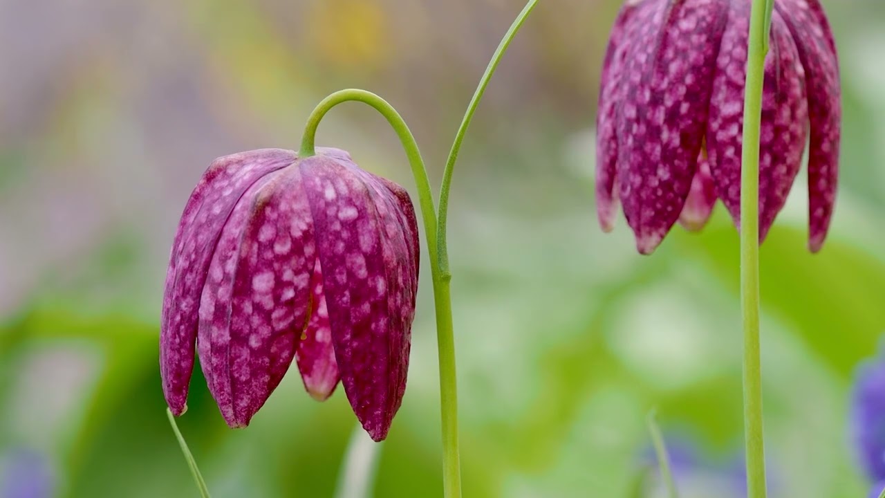 Zauberhafte Schachbrettblumen