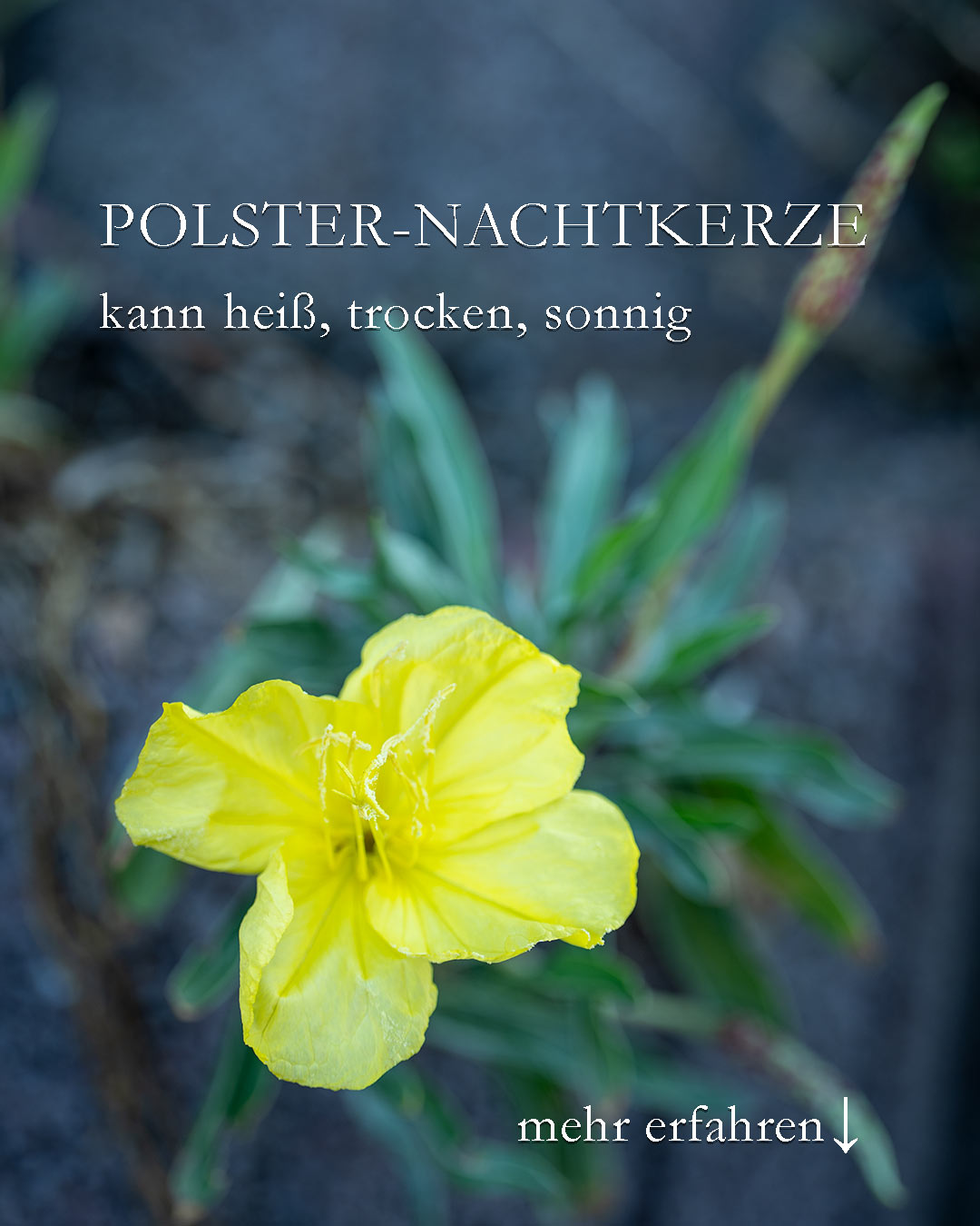 Polster-Nachtkerze Missouri, Zukunftsstaude für extrem sonnige Standorte

Die niedrige Nachtkerze Missouri begrünt schwierige Stellen im Garten und blüht im schönsten Gelb.

+ Standort: sonnig
+ Boden: trocken, mager
+ Verwendung: auf Baumscheiben, Hangbeete, Betonpflanzsteine, Tröge
+ Missouri bildet bis zu 80 cm lange Ranken, die sich schön über Mauersteine legen.

+++ Nachtkerzen sind begehrte Futterquellen für Nachtfalter, u. a. das Taubenschwänzchen

+ Pflege: Pflanzen, angießen, wachsen lassen.
+ Ausputzen fördert weitere Knospen und Blüten.
+ Wenig düngen, wenn dann mit Kompost oder Staudendünger.
+ Staudenschnitt im zeitigen Frühling.
+ Vermehrung durch Teilen des Wurzelstocks.

Es gibt auch niedrige Nachtkerzen mit rosa Blüten (Oenothera speciosa). Meiner Erfahrung nach sind diese jedoch nicht langlebig im Garten. Polster-Nachtkerze Missouri dagegen schon.

Bilder beider Sorten im Blog

Im Blog: Polster-Nachtkerze Missouri. Expertin für trockene, sonnige Standorte https://www.wo-blumenbilder-wachsen.de/polster-nachtkerze-missouri/

Kurz: https://www.insbeet.de/Nachtkerze

#lebenmitblumen #garten #stauden #pflanzenliebe #gartengestaltung #gartentipps #gartenwissen #plants #pflanzen #pflanzenfotografie #pflegeleicht #garden #perennials #livingwithplants #landleben #plantaddiction #plantlovers #meinschönergarten #meingarten #pflanzenfreude #plantsofinstagram #plantstagram #gartenliebe #gärtnern #blumen #blumengarten #bienenweide #insekten #insektenschutz
