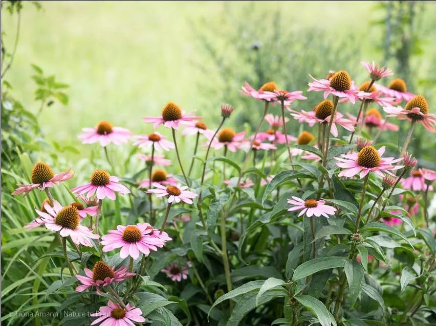 Hoher Purpur Sonnenhut steht nach dem Staudenschnitt im Mai breiter und stabiler.