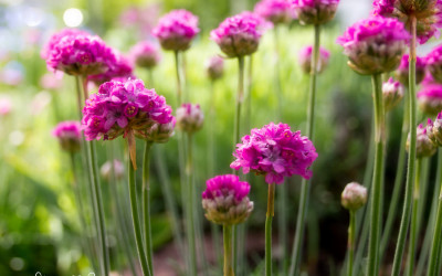 Polsterstauden nach der Blüte schneiden, dann blühen manche 2 Mal