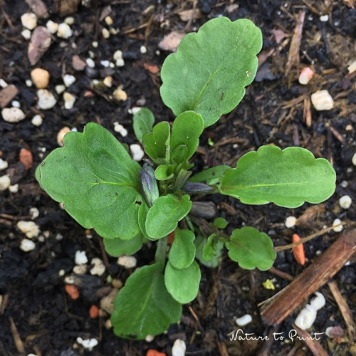 Hornveilchen vermehren: So sieht die Jungpflanze aus