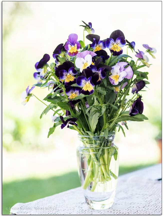 Hornveilchen halten nur kurz in einer Vase