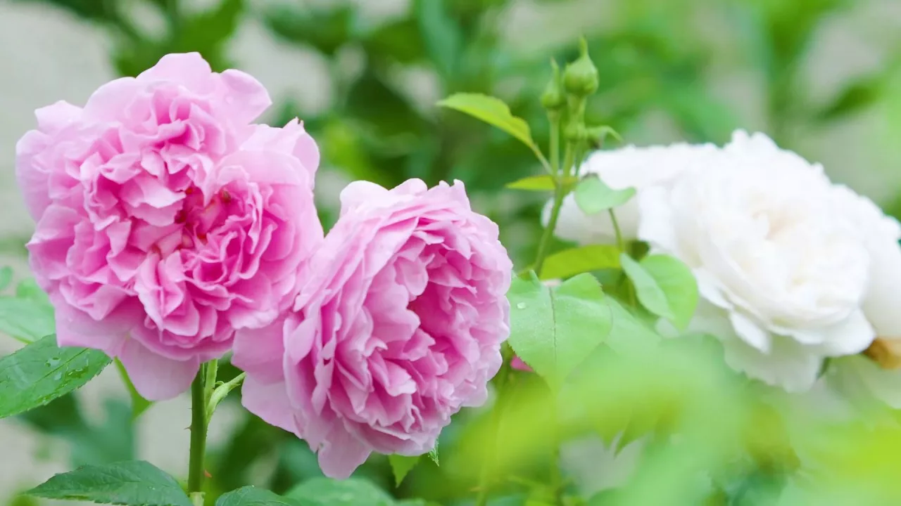 Englische Rosen. Mehr Freude an vielseitigen David Austin-Rosen.