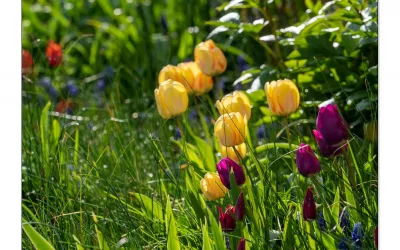 Dauerhafte Tulpen. Welche Sorten, wie pflanzen & pflegen?