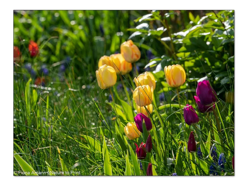 Dauerhafte Tulpen im Vorgarten von Nature to Print