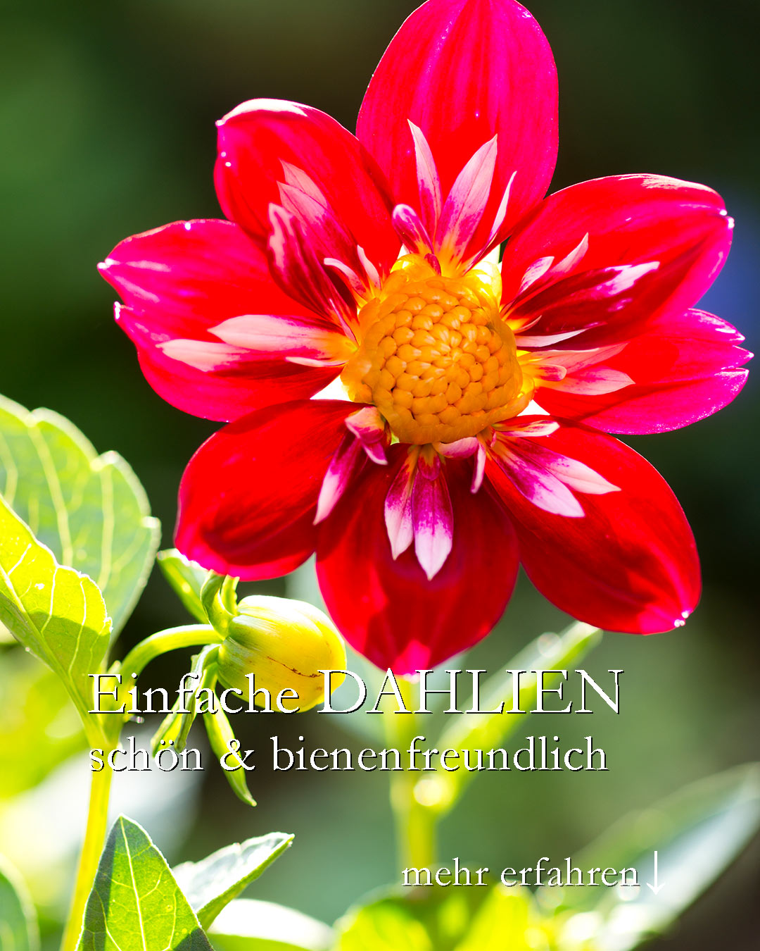 Einfache Dahlien, schön & bienenfreundlich

Ungefüllte Dahlienblüten machen Bienen satt und froh. Die meisten Dahlien, die man im Frühling selbst säen kann, tragen später hübsche ungefüllte Blüten. Kein Pomp, aber doch sehr attraktiv.

Standort: Sonne bis Halbschatten
Boden: Durchlässig ohne Staunässe

+++ Auch Dahlien leiden unter Hitzestress! Sie blühen schlecht, gar nicht oder blühen erst wenn die größte Hitze vorbei ist. Also jetzt!

Dahlien sind Starkzehrer

+ Düngen im Kübel: erst Langzeitdünger, ab Mitte Juni alle 14 Tage mit fl. Blumendünger
+ Düngen im Beet: Bio-Staudendünger vor dem Pflanzen + Mitte Juni / Juli
++ Gelbe Blätter zeigen Nährstoffmangel, dagegen hilft eine Kopfdüngung mit fl. Blumendünger.

Pflegen:

+++ Verblühtes zeitnah abschneiden.
+ Gießen bei Trockenheit, im Kübel auch täglich

Vermehren:

+ Aussaat ab Mitte März oder
+ Knollen vorziehen ab April
+ Reife Samen ernten im Herbst

+ Auspflanzen nach den Eisheiligen / Mitte Mai

Im Blog: Dahlien pflegen, Schnecken abwehren, Pflanzpartner, Überwintern & mehr
https://www.wo-blumenbilder-wachsen.de/dahlien-pflegen-topf-und-garten/

Kurz: https://www.insbeet.de/Dahlien

Weitere GARTENTIPPS: @mynaturetoprint folgen und diesen Post speichern

#blumenzwiebeln #knollen #rhizome #gartenwissen #dahlien #blumenmachenglücklich #blumengarten #gartentipps #dahlia #pflanzenliebe #gärtnernmachtglücklich #gartenfragen #pflanzenpflege #blütenpracht #blüten #pflanzenwelt #gartenideen #garteninspiration #zwiebelblumen #gartengestaltung #bienenfreundlich #gartenliebe #landhausgarten #gartenglück #gartenblog #lebenmitblumen