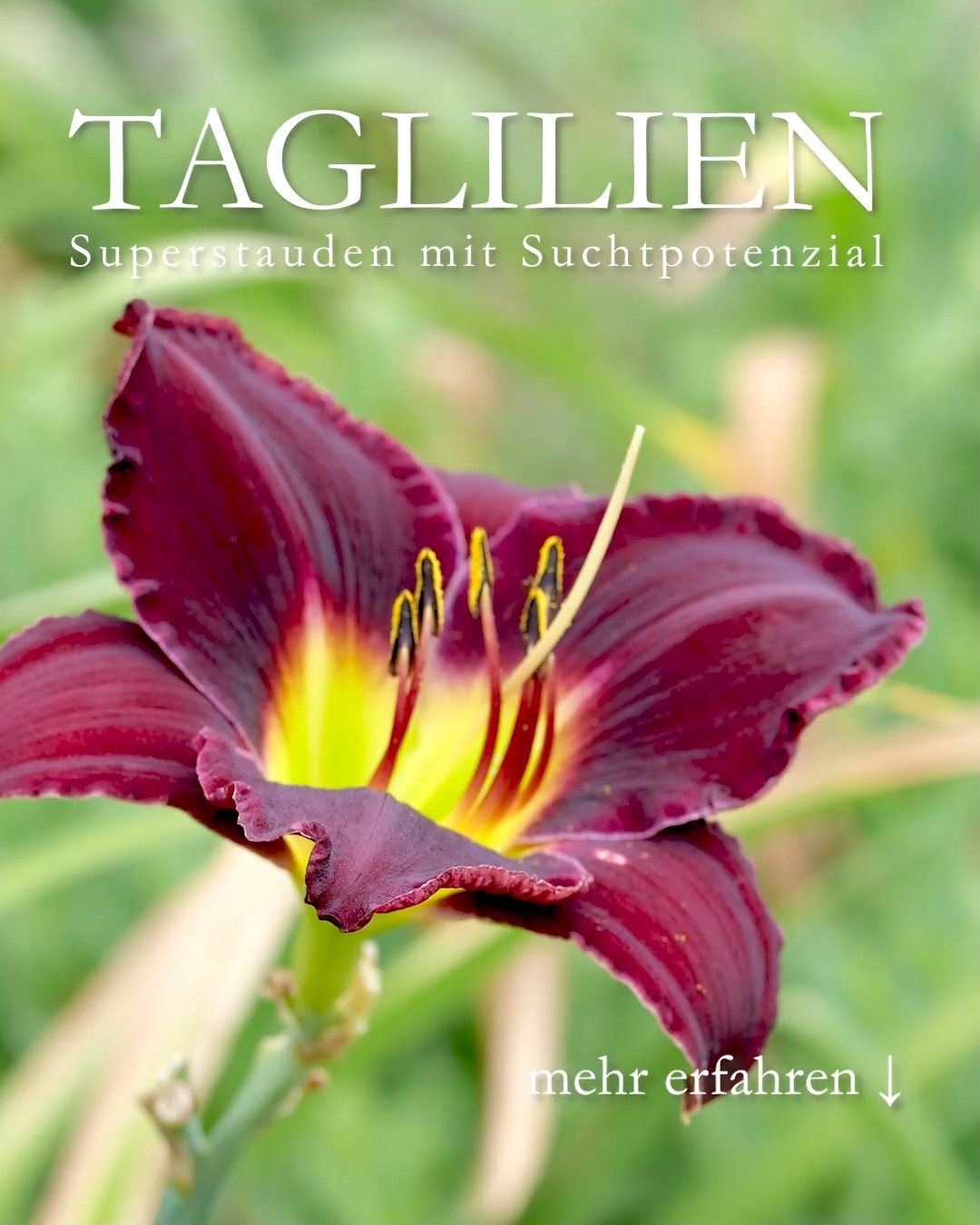 Taglilien
Superstauden mit Suchtpotenzial

Taglilien, bot. Hemerocallis sind großartige Stauden für Anfänger, „faule aber intelligente“ Gärtner und sehr begehrt von vielen Sammlern. 

+ Standort: Sonne bis Halbschatten
+ Boden: Jeder normale Gartenboden, egal ob sandig oder lehmig und alles dazwischen. 
+ Taglilien wachsen auch in Pflanzkübeln und Betonpflanzsteinen.
+ Pflanzzeit: Frühling, Spätsommer, Herbst

+ Blütezeit: von Mai bis September / Oktober, je nach Sorte
+ Blüten:
•	Cremeweiß, Gelb, Aprikot, Orange, Rot, Rosa, Pink, Weinrot, Violett, auch mehrfarbig wie rot mit gelben Schlund.
•	Es gibt klein- und großblütige Taglilien sowie sogenannte Spider und Ufos, also mit langen verdrehten Blütenblättern.
•	Gefüllte Blüten und solche mit gekräuselten Rand.
•	Knospen und Blüten sind essbar und schmecken sehr gut, fruchtig und süß. Jede Sorte schmeckt anders.
Wuchshöhe: 30 cm bis 180 cm
+ Pflegen:
• Nach dem Pflanzen angießen und wachsen lassen.
•	Düngen Sie im Frühling zum Austrieb mit Bio-Staudendünger, Hornspänen oder Kompost.
•	Düngen Sie ein zweites Mal Mitte Juni und/oder direkt nach der Blüte.
•	Verwenden Sie KEIN Blaukorn!
•	Hungernde Taglilien bekommen gelbe Blätter. Eine Kopfdüngung mit flüssigen Blumendünger hilft sofort.
•	Kein Rückschnitt im Herbst. 
+ Ausputzen:
Jede Taglilienblüte blüht nur einen Tag und danach kann sie weg. 
+ Schneiden nach der Blüte verblühte Blütenstängel bodentief ab.

+ Gießen
Taglilien haben fleischige Wurzeln, die viel Wasser speichern können. Trockenzeiten und heiße Tage überstehen sie gut. 

Taglilien Besonderheiten, vermehren, fotografieren, Pflanzpartner im Blog:
https://www.wo-blumenbilder-wachsen.de/taglilie-pflegeleichte-staude/
Kurzlink: https://www.insbeet.de/Pflegeleichte-Taglilien

# taglilien #hemerocallis #stauden #staudengarten #gartentipps #naturgarten #pflanzentipps #gartenwissen #lumixphotography