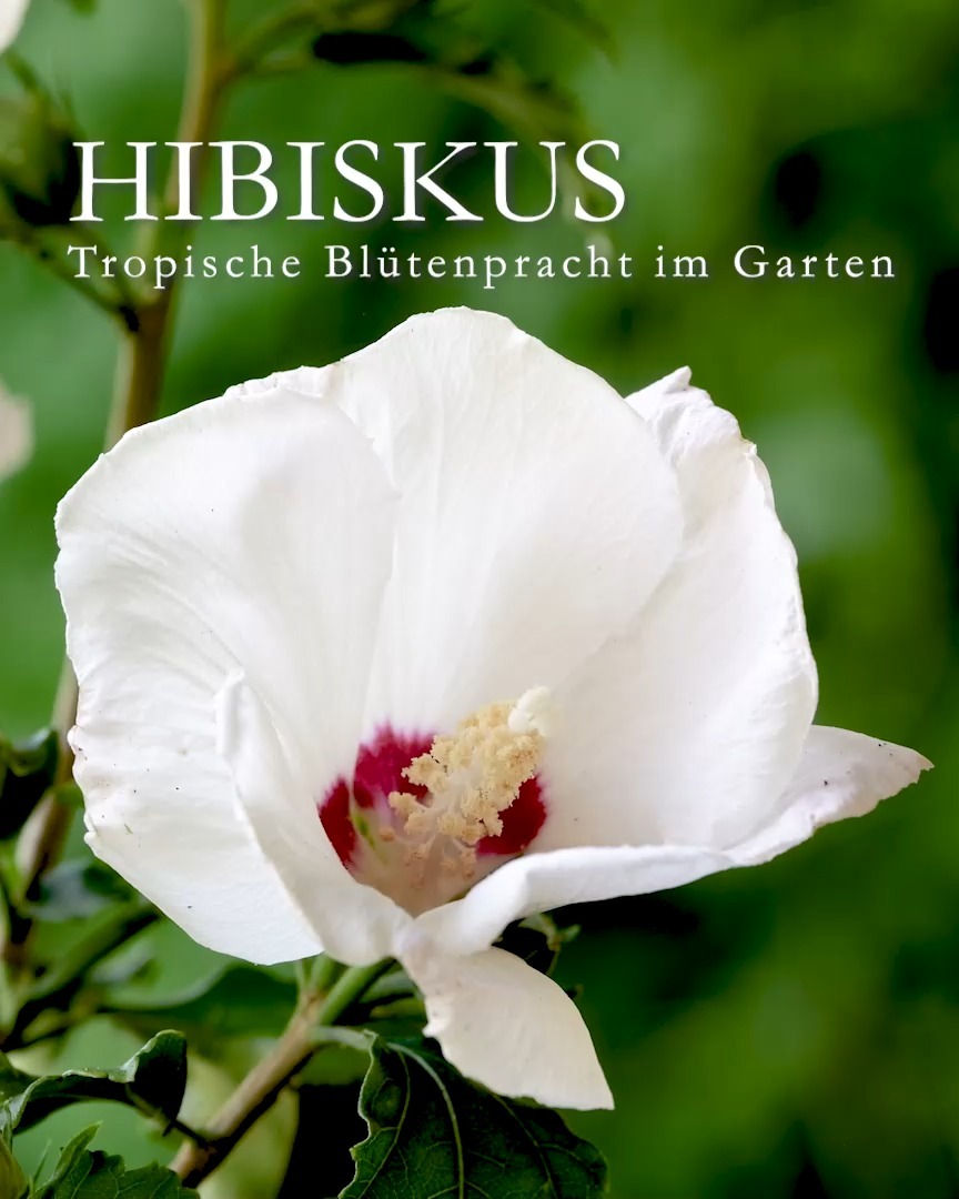 Garten-Hibiskus, tropischer Look, winterhart und pflegeleicht

Garten-Hibiskus, botanisch Hibiscus Syriacus ist ein winterhartes Gehölz. Der Strauch blüht erst ab Juli und ist auch wegen seiner späten Blüte bei Bienen, Hummeln und anderen Insekten sehr begehrt.
Besonderheit: Hibiskus treibt erst im Mai aus, blüht dafür auch später. Andere Gehölze und viele Stauden sind bis dahin schon längst vorbei. 
+ Blütezeit: Ab Juli bis September, je nach Sorte
+ Farben & Formen: Es gibt Sorten mit offenen und solche mit gefüllten großen Trichterblüten. Garten-Hibiskus blüht weiß, rosa, rot, violett und blau.
+ Standort: sonnig bis halbschattig, warm und vor kalten Winden geschützt. 
+ Boden: Jeder normale Gartenboden ohne Staunässe.
+ Wuchs: Der schnittverträglich Strauch wird bis zu 3 m hoch und etwa 2,5 m breit. 
+ Pflegen: Gießen bei lang anhaltender Trockenheit um den Abwurf der Knospen zu vermeiden. 
+ Entfernen Sie im Spätwinter Totholz und sich überkreuzende Zweige. Ein leichter Rückschnitt fördert die Blütenbildung.
+ Vermehren: Profis vermehren Hibisken durch veredelte Steckhölzer. Man kann das Gehölz auch ganz einfach durch Aussaat reifer Samen vermehren. Bester Zeitpunkt dafür ist der Frühling. Welche Blütenfarbe dabei entsteht ist jedoch völlig ungewiss – aber spannend und meiner Erfahrung nach sehr zu empfehlen.
+ Winterhärte: Garten-Hibisken sind stark und winterhart. Spätfröste können nicht schaden, weil der Strauch ohnehin erst im Mai austreibt.
+ Hibiskusblüten sind essbar und schmecken süß-fruchtig. Aber Hibiskustee wird von Afrikanischen Malve, Hibiscus sabdariffa, gewonnen.
Im Blog: Hibiskus, exotische Blütenpracht für den Garten
https://www.wo-blumenbilder-wachsen.de/winterharter-hibiskus-eibisch/
Kurzlink: https://www.insbeet.de/Hibiskus

#Gehölze #Hibiskus #Eibisch #Gartenhibiskus #Sträucher #Gartengestaltung #Bienenpflanzen #Lumixphotography #Gartengestaltung