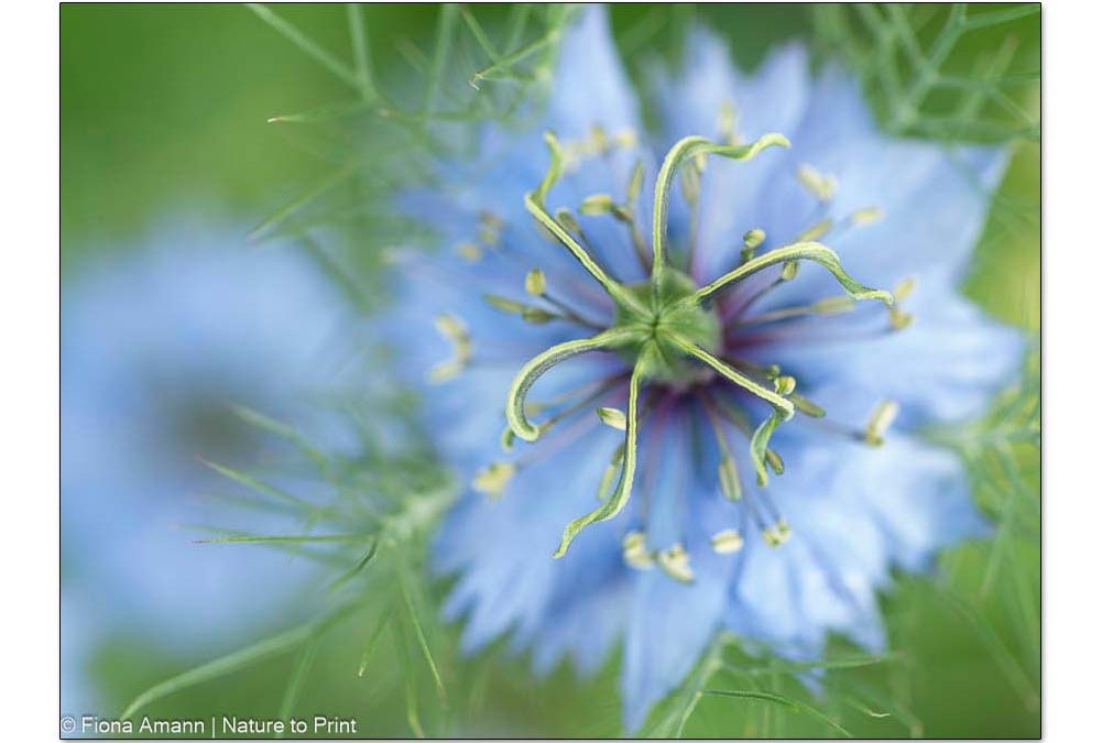 Nigella, Jungfer im Grünen